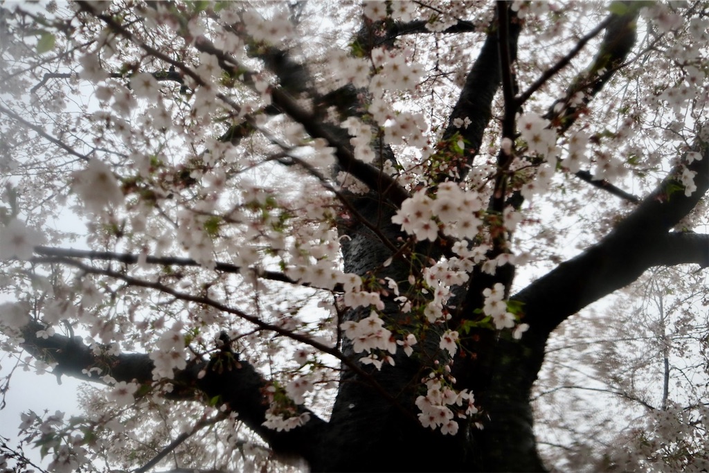 f:id:sas9inch:20260410142924j:image