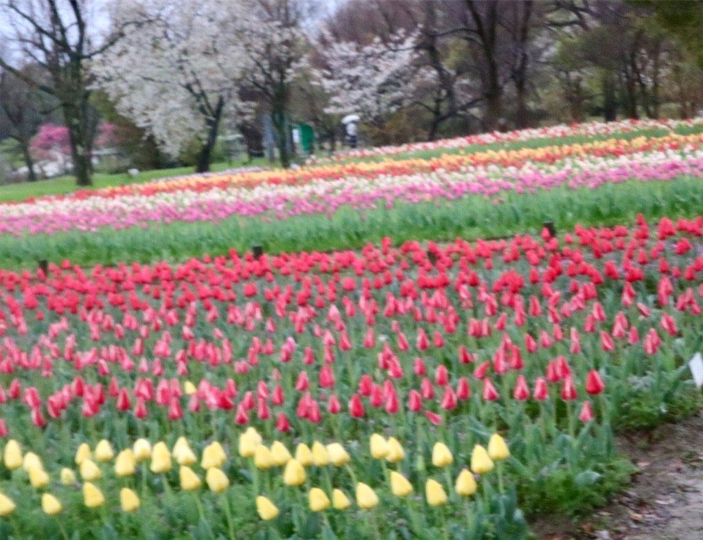 f:id:sas9inch:20260410143749j:image