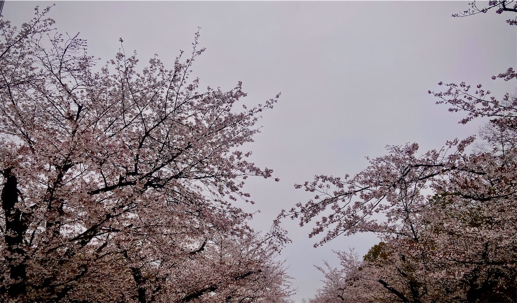 f:id:sas9inch:20260410144622j:image