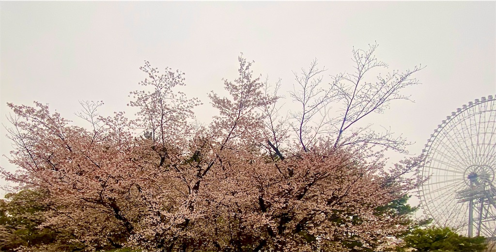f:id:sas9inch:20260410151653j:image