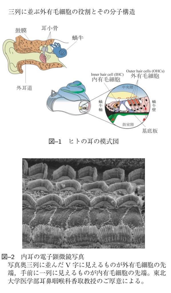 f:id:sasa-oto:20200623155121j:image f:id:sasa-oto:20200623155121j:image