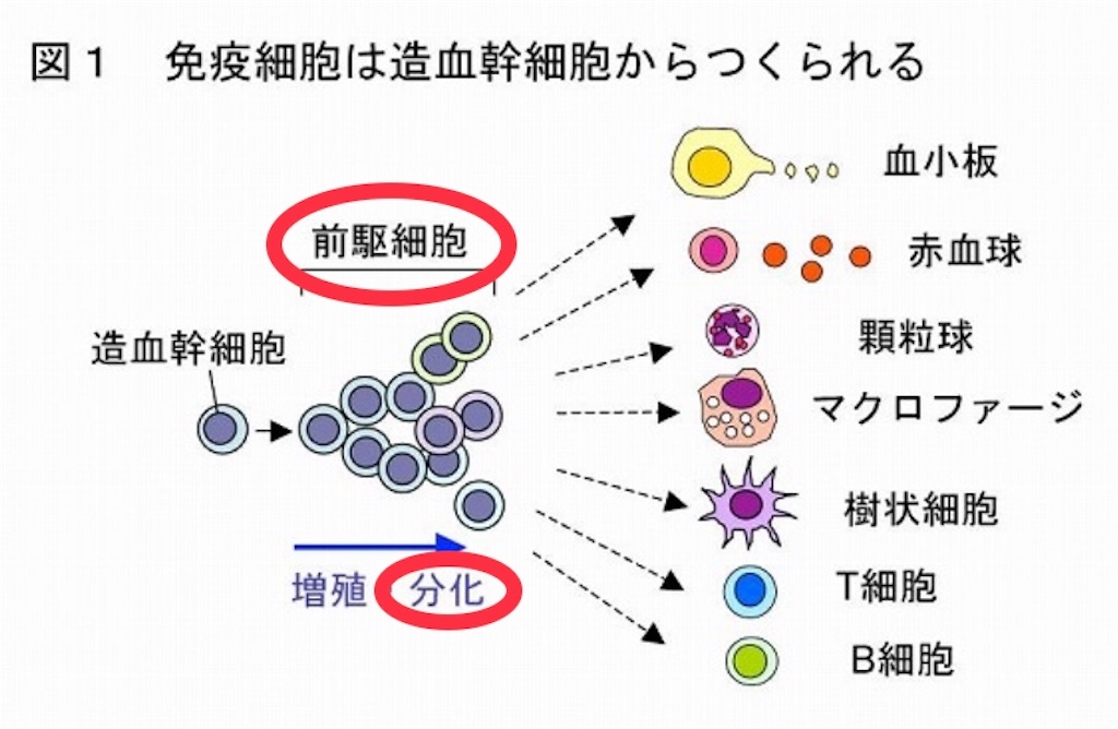 f:id:sasa-oto:20200625194639j:image f:id:sasa-oto:20200625194639j:image