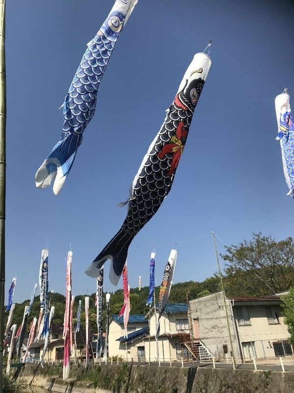 東広島市安芸津町の三津川に泳ぐ鯉のぼり群！ - Aozoramugendai