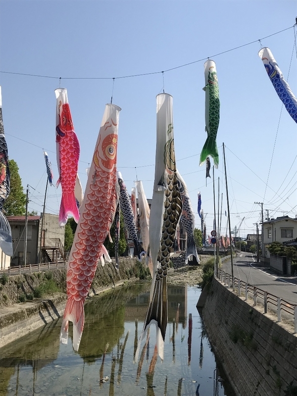3 鯉のぼり園長 東広島市安芸津町の三津川に泳ぐ鯉のぼり群！ - Aozoramugendai