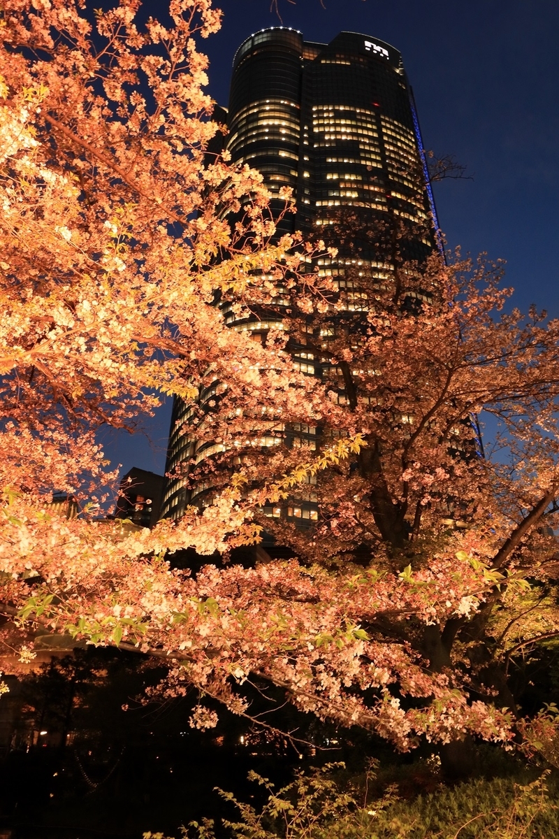 毛利庭園の夜桜