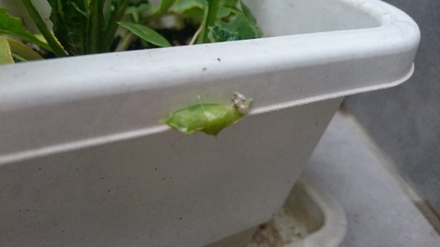 蝶をペットとして家で飼う もんしろちょうって家で飼えるの お金のかからないペット 青虫からさなぎ 成虫へ 餌のやり方 飼い方 もんしろちょう あげは 自由研究 好き時間