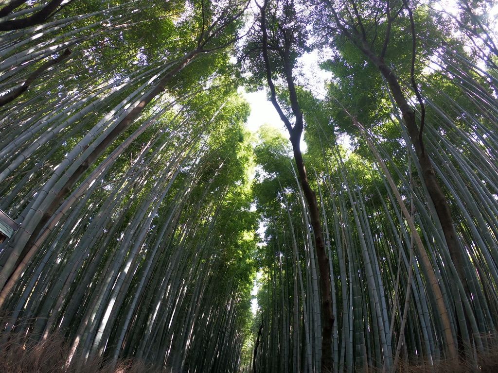 f:id:sasadai85:20200428155535j:plain f:id:sasadai85:20200428155535j:plain
