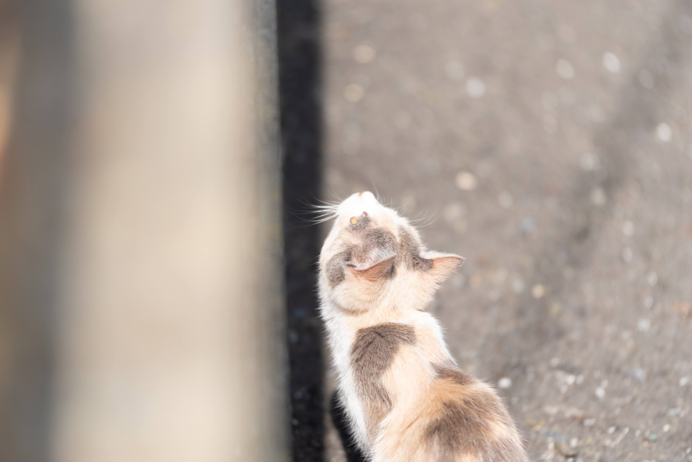1年ぶりの田代島でネコを充填する - 青藍寫眞館