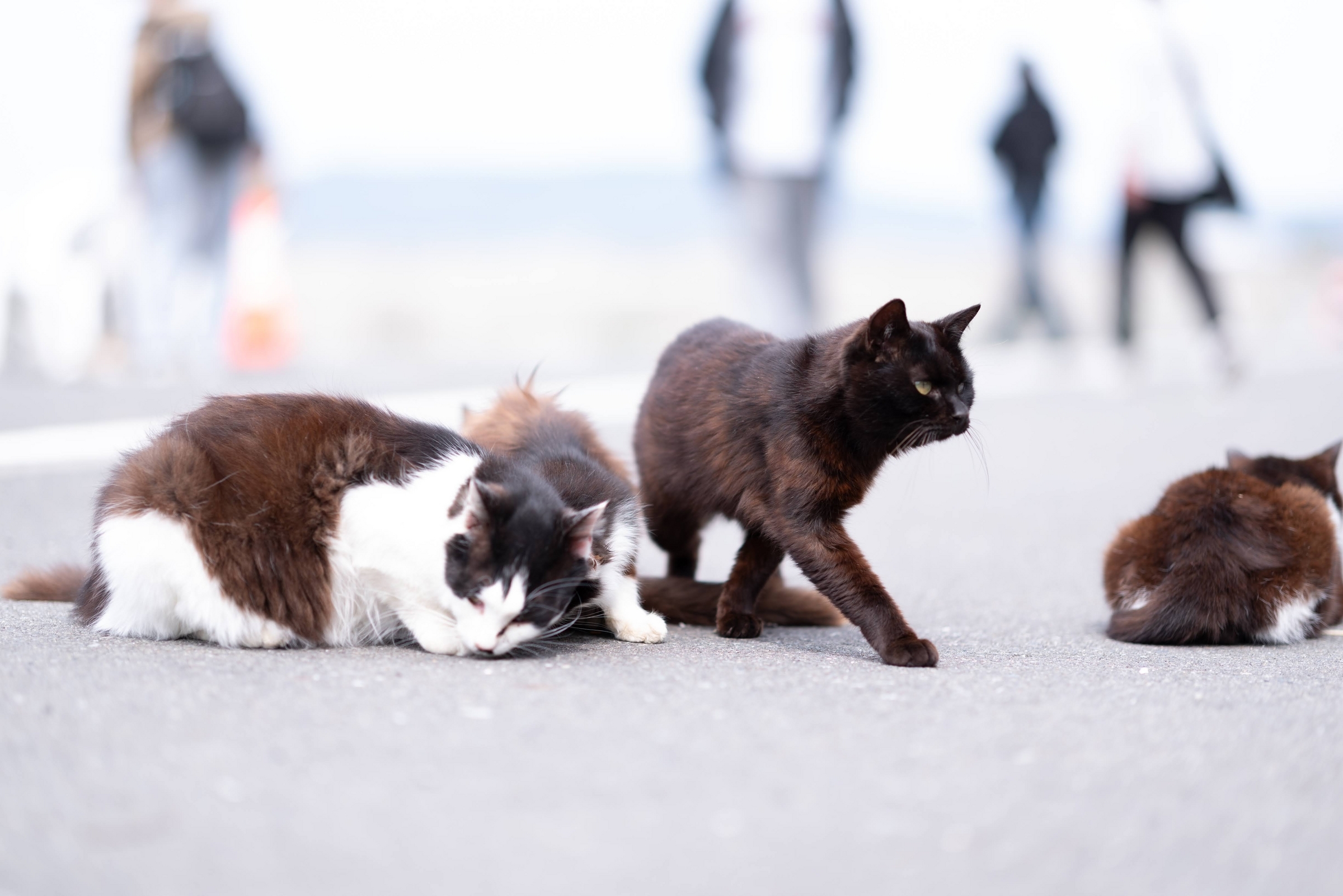 1年ぶりの田代島でネコを充填する - 青藍寫眞館 1年ぶりの田代島でネコを充填する - 青藍寫眞館