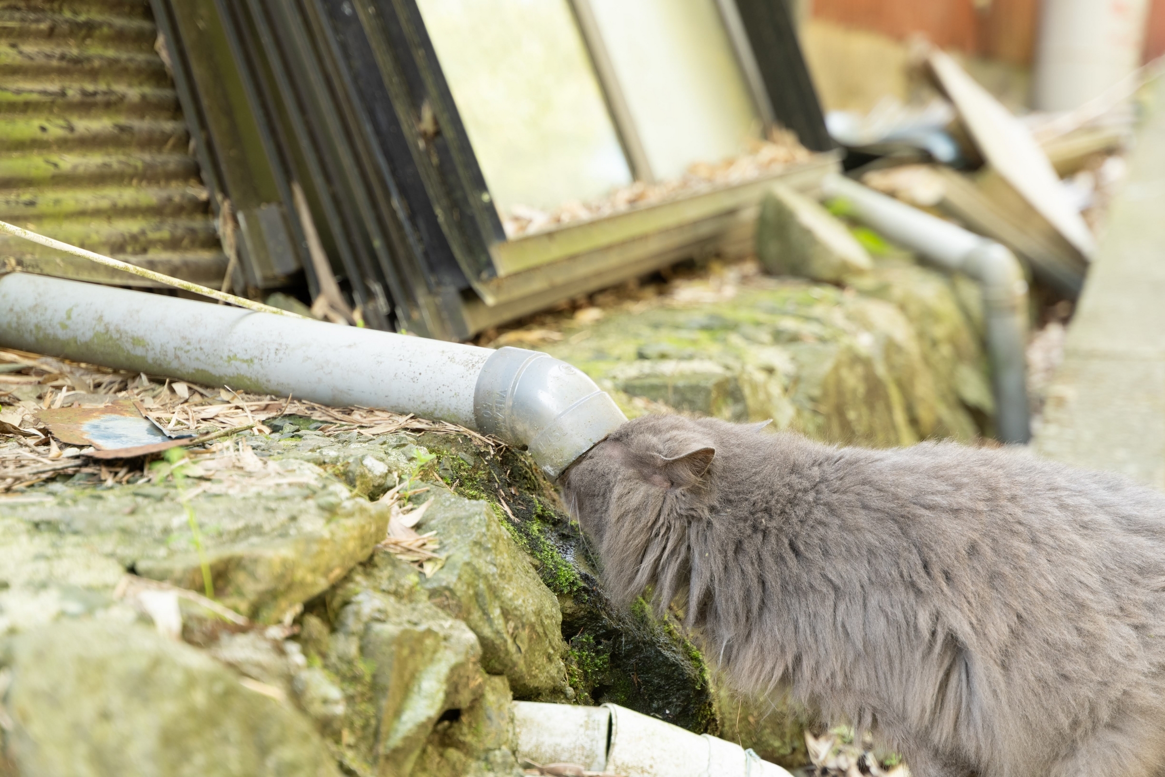 1年ぶりの田代島でネコを充填する - 青藍寫眞館