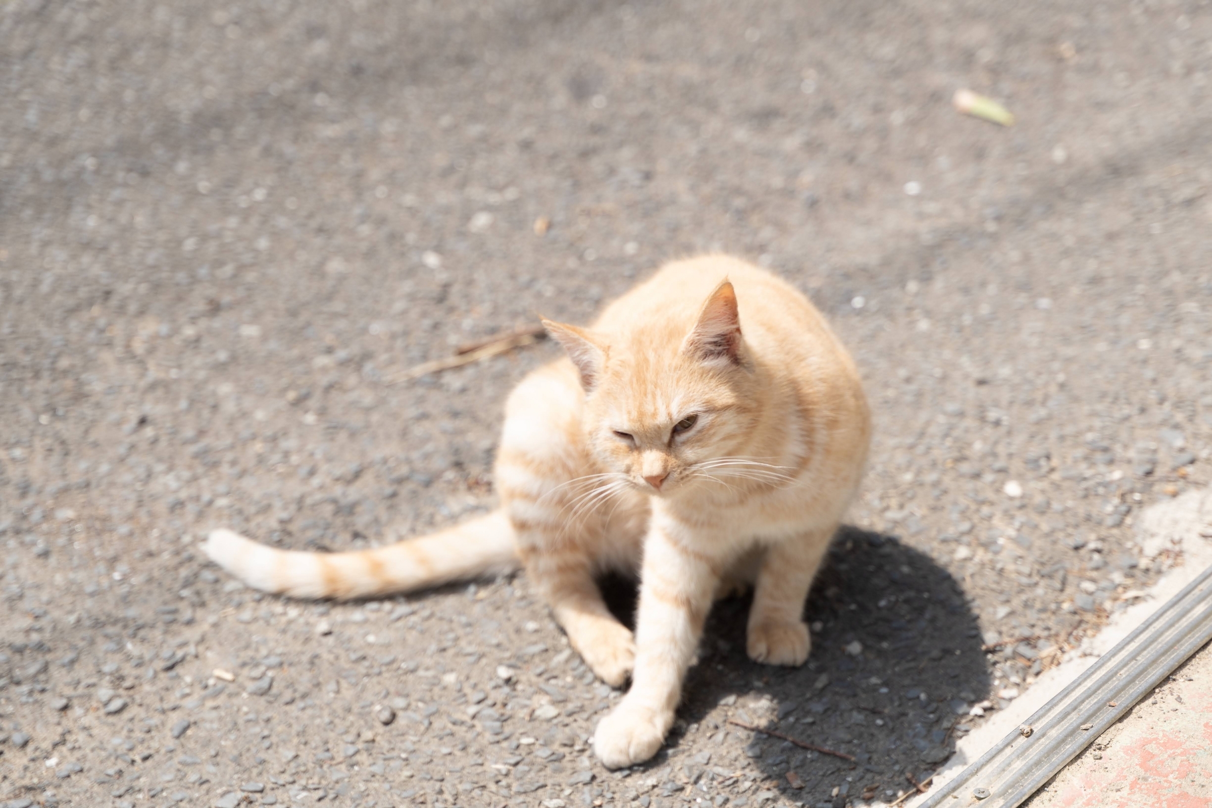 1年ぶりの田代島でネコを充填する - 青藍寫眞館