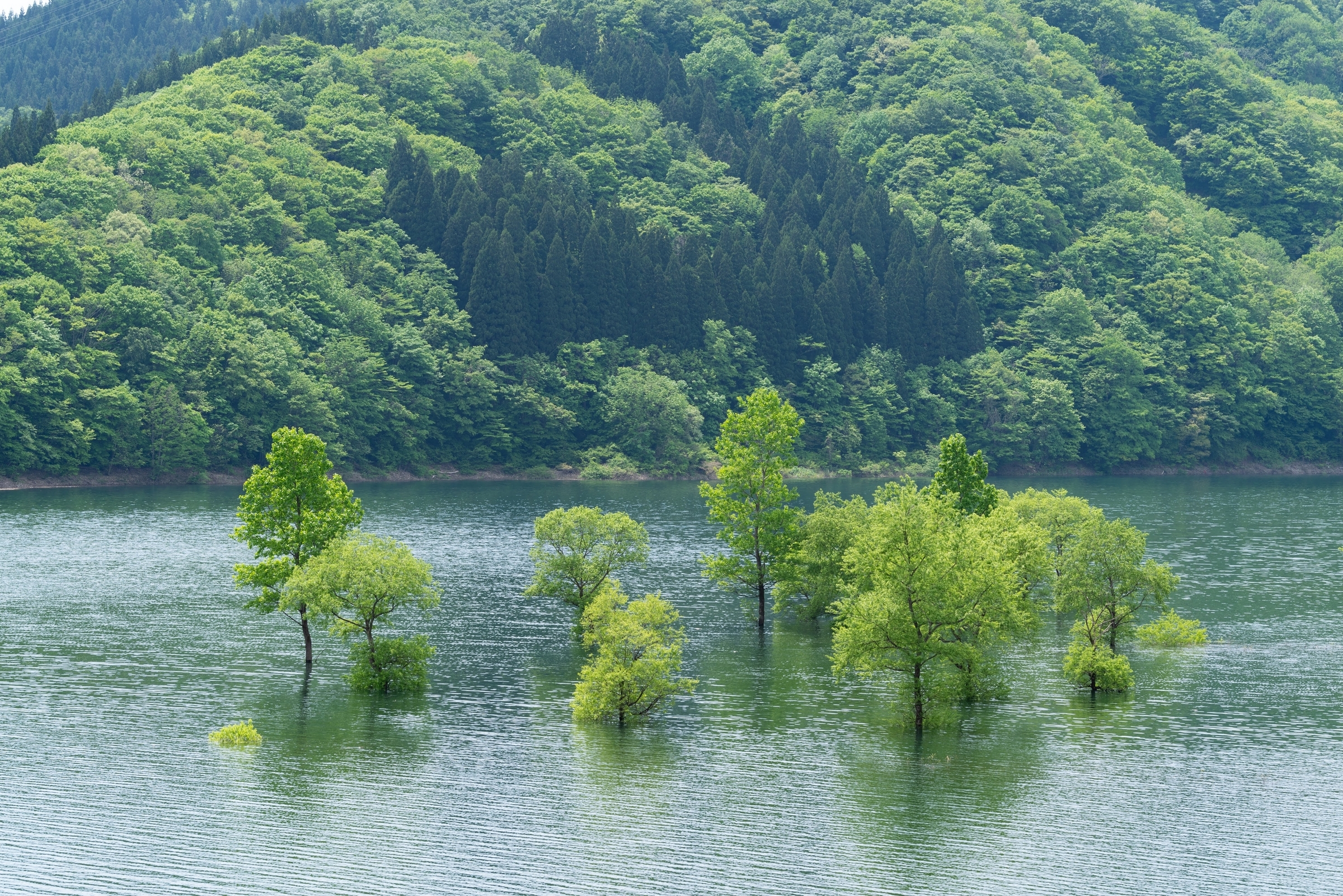 緑の湖面 91cm×122cm 静かな湖面 | GANREF