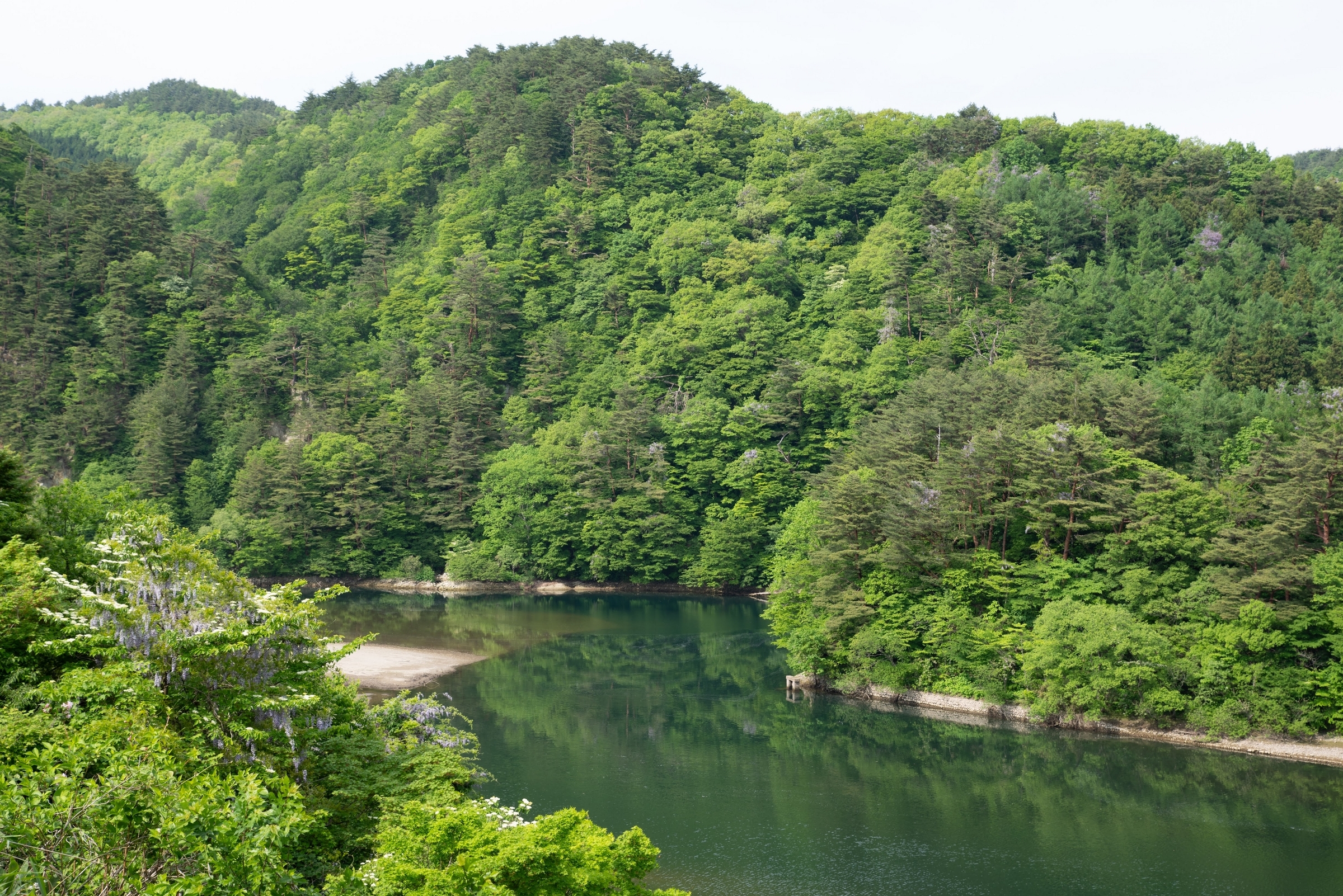 錦秋湖に新緑の水没林を撮りに行く - 青藍寫眞館