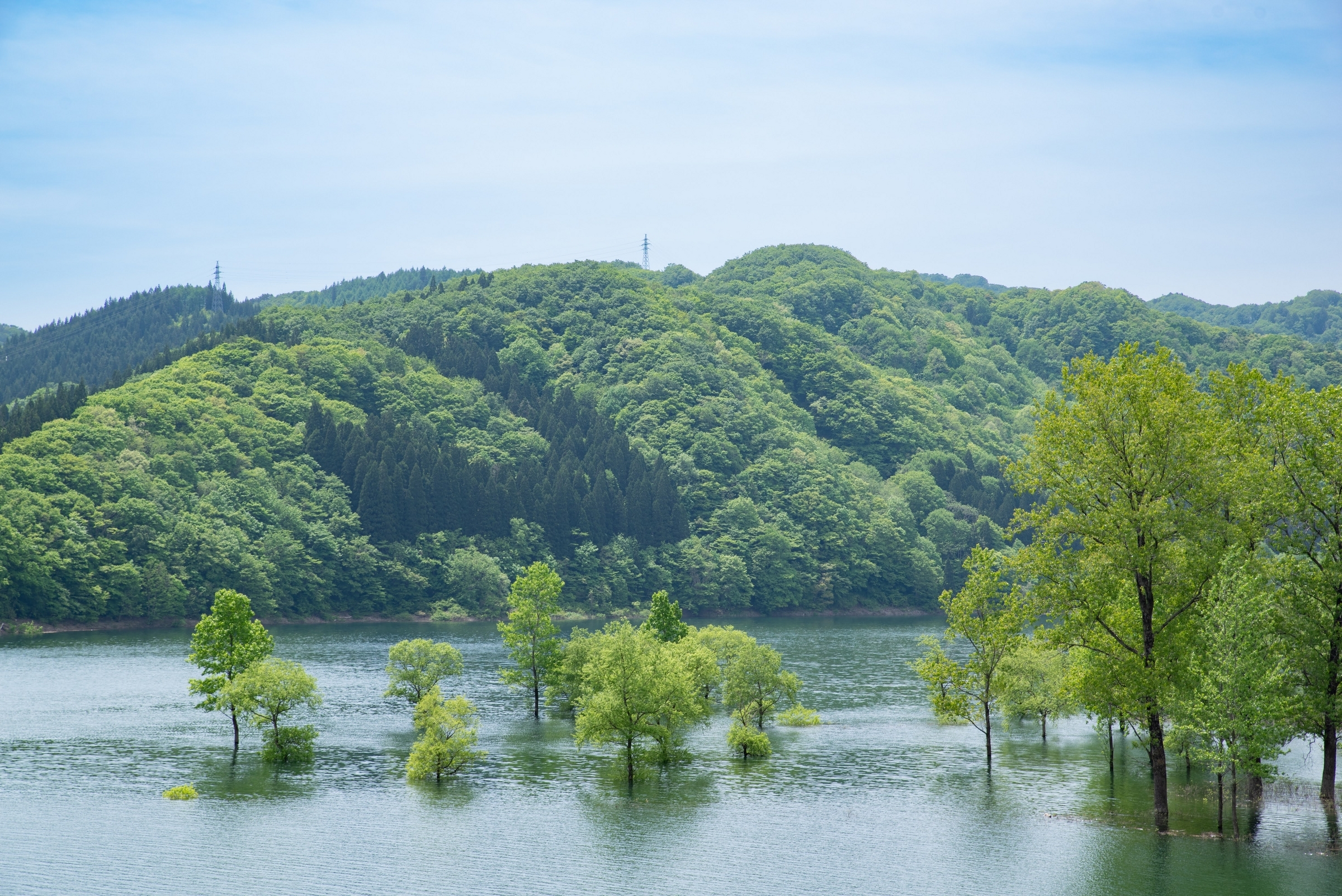 錦秋湖に新緑の水没林を撮りに行く - 青藍寫眞館