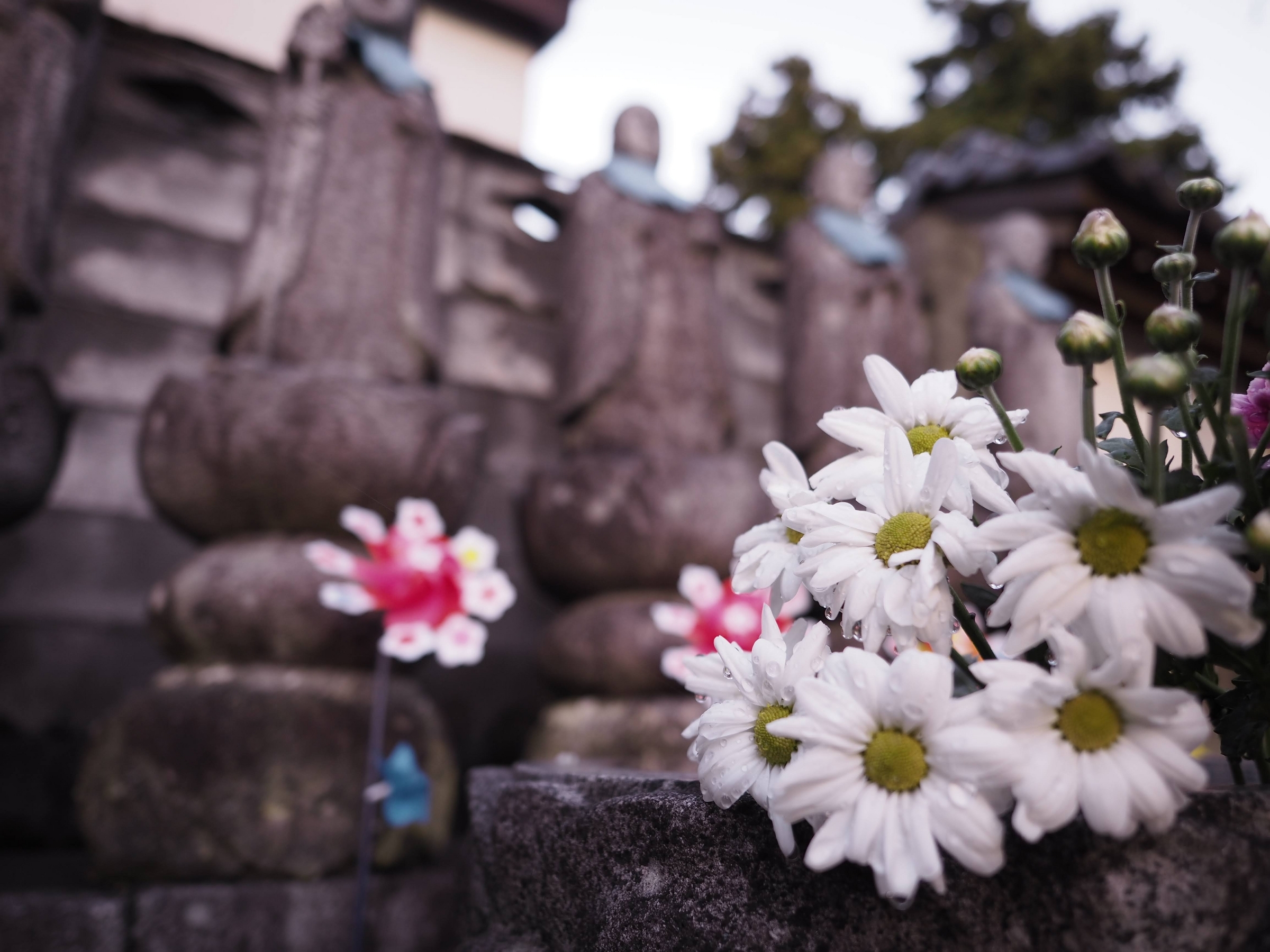 OLYMPUS M.ZUIKO DIGITAL ED 12mm F2.0 - 青藍寫眞館