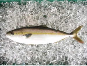 注目のブリヒラとはどんな魚 味 購入方法 値段を解説します 大人のとれんでぃ 注目のブリヒラとはどんな魚 味 購入方法 値段を解説します 大人のとれんでぃ