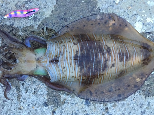 f:id:sasaki07takefumi05:20190122211920j:image f:id:sasaki07takefumi05:20190122211920j:image