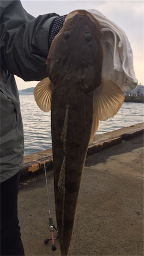 f:id:sasaki07takefumi05:20190127232459j:image f:id:sasaki07takefumi05:20190127232459j:image