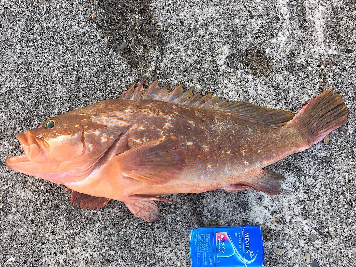 釣りは趣味の王様です Taketiyo釣りブログ