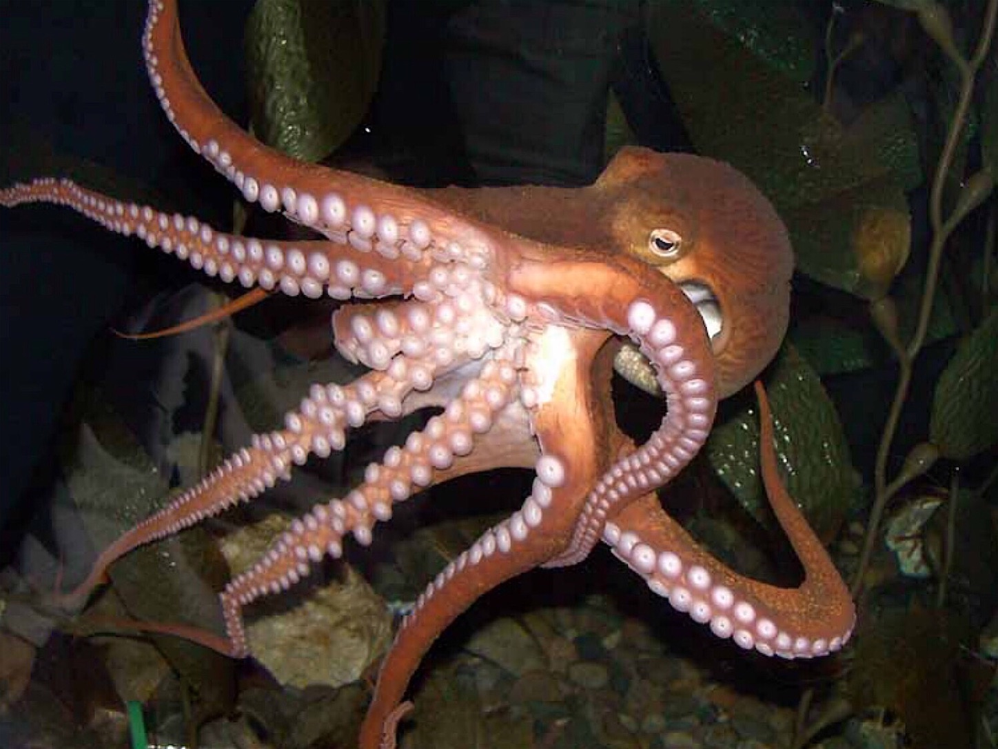堤防タコ釣りのバラシ防止策 合わせ方よりタイミングが重要 Taketiyo釣りブログ 堤防タコ釣りのバラシ防止策 合わせ方よりタイミングが重要 Taketiyo釣りブログ