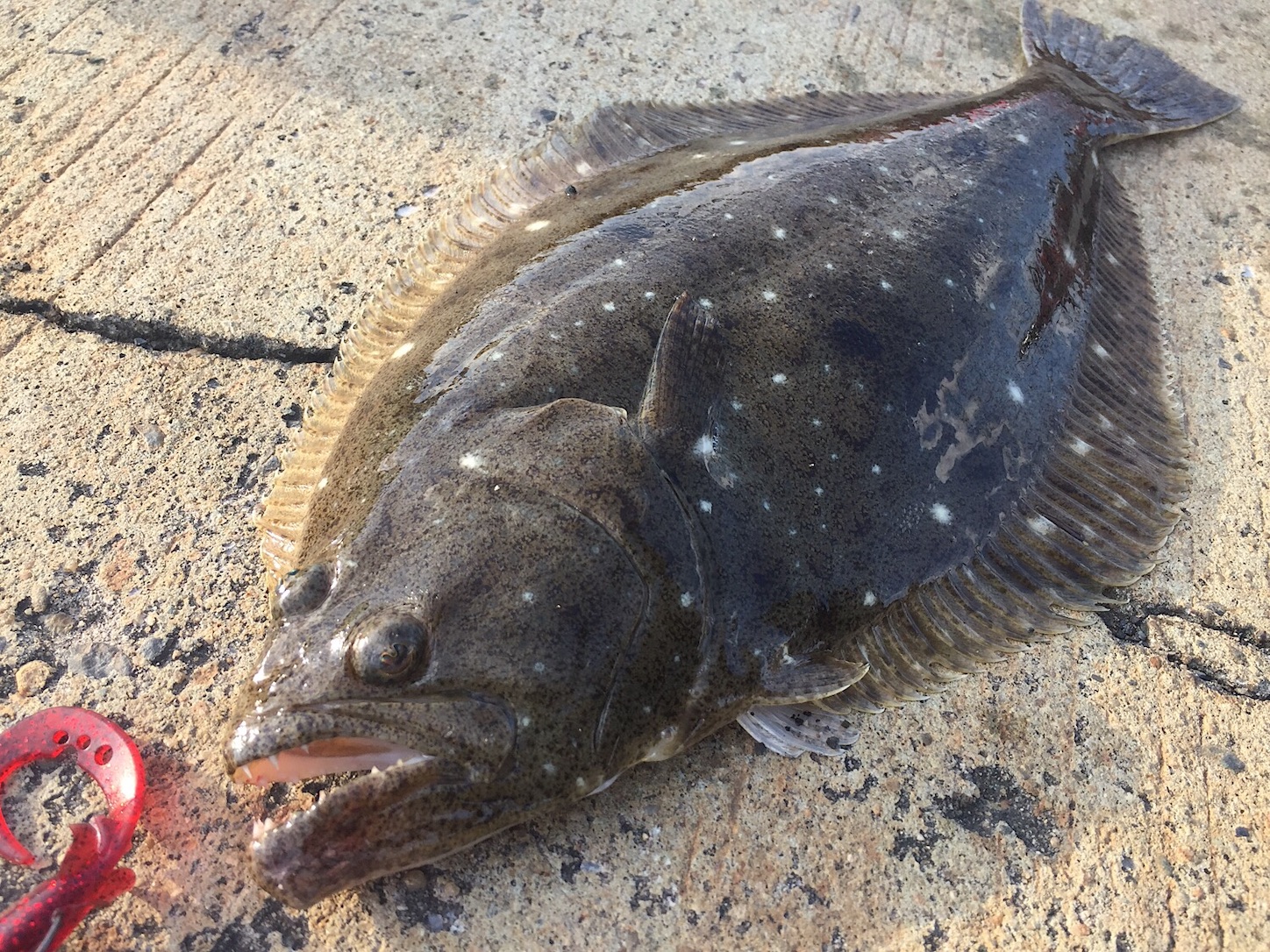 正月の三が日に釣りしちゃダメなの 私は知らなかった日本の風習 Taketiyo釣りブログ 正月の三が日に釣りしちゃダメなの 私は知らなかった日本の風習 Taketiyo釣りブログ