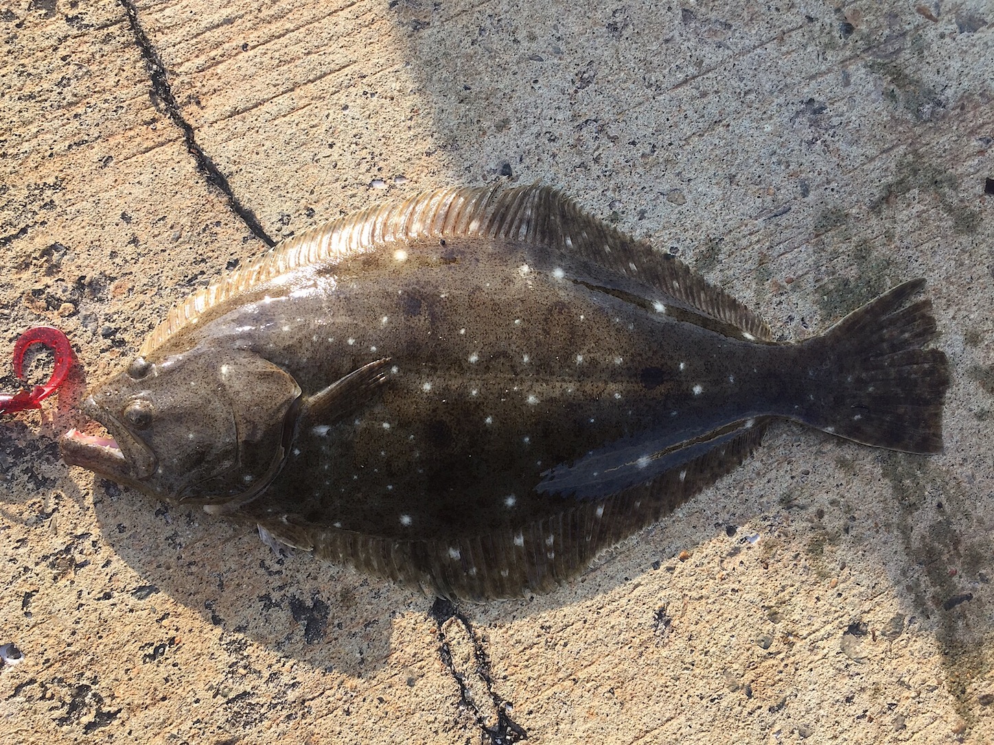 年 正月初釣りで堤防から手軽に狙えるおすすめ魚種ランキング Taketiyo釣りブログ 年 正月初釣りで堤防から手軽に狙えるおすすめ魚種ランキング Taketiyo釣りブログ
