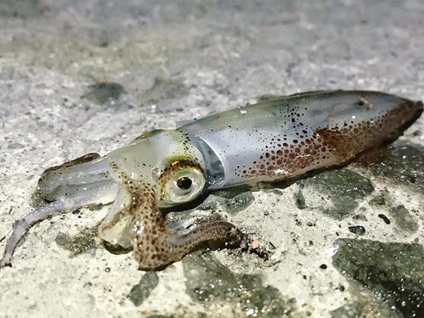 夜行性のヒイカの釣り方 ヒイカエギング夜釣りの釣り方3つのコツ Taketiyo釣りブログ