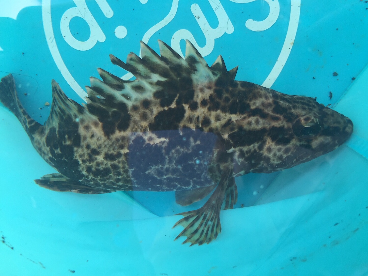 冬の根魚をワームで完全攻略テク お手軽3gジグヘッドで根魚大爆釣 Taketiyo釣りブログ 冬の根魚をワームで完全攻略テク お手軽3gジグヘッドで根魚大爆釣 Taketiyo釣りブログ