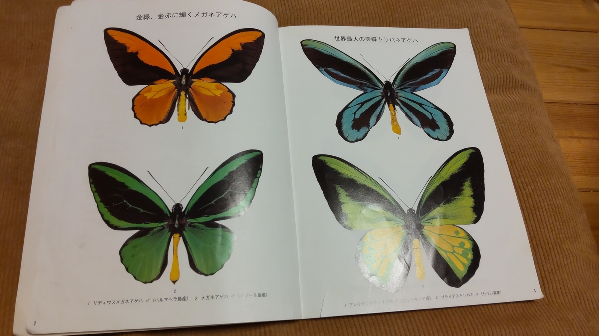 ゴライアストリバネアゲハ！赤紋出現！激レア！ 【公式通販】