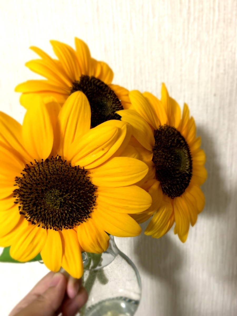 f:id:sasakure_M:20210729030249j:plain