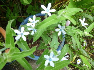 f:id:sasameyuki47:20100621091103j:image f:id:sasameyuki47:20100621091103j:image