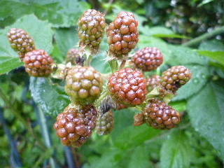 20100713082012