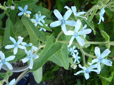 f:id:sasameyuki47:20100715172304j:image f:id:sasameyuki47:20100715172304j:image