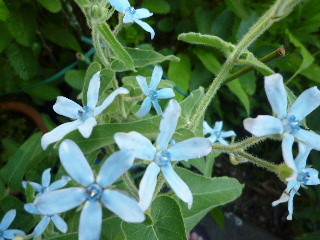f:id:sasameyuki47:20100715172321j:image f:id:sasameyuki47:20100715172321j:image