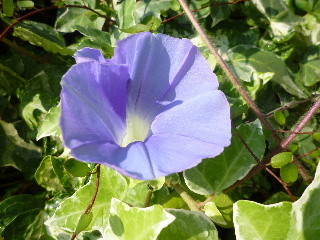 f:id:sasameyuki47:20100725075042j:image f:id:sasameyuki47:20100725075042j:image