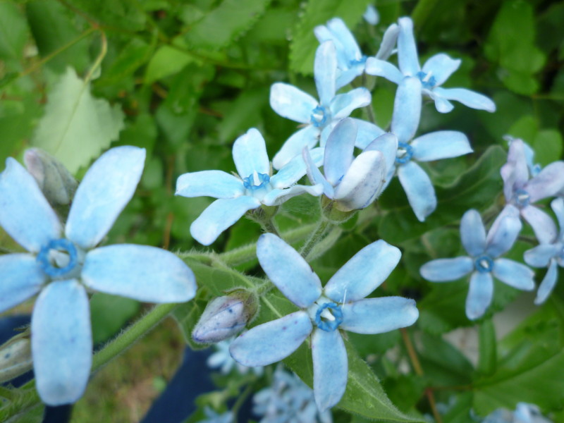f:id:sasameyuki47:20110614065517j:image:w360