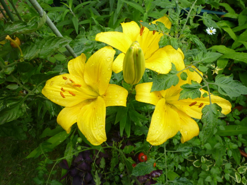 20110621082352