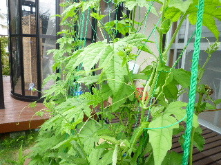 f:id:sasameyuki47:20110702080933j:image f:id:sasameyuki47:20110702080933j:image