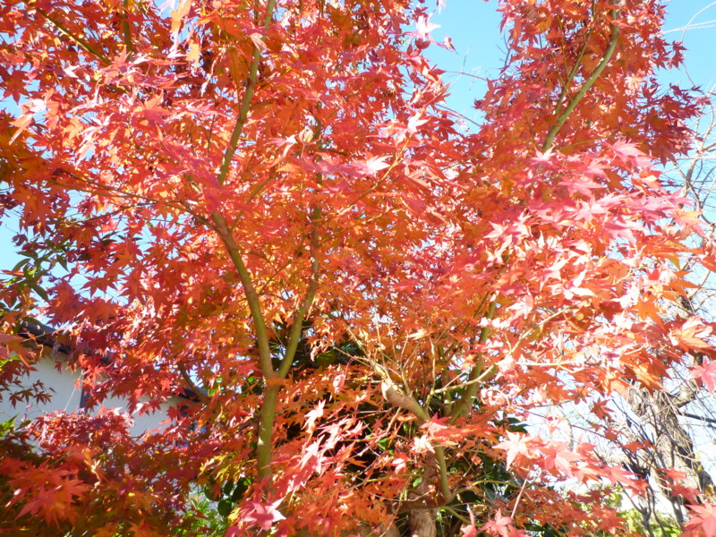 f:id:sasameyuki47:20111204091037j:image:w360