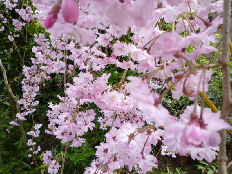 f:id:sasameyuki47:20120413134839j:image:w360 f:id:sasameyuki47:20120413134839j:image:w360