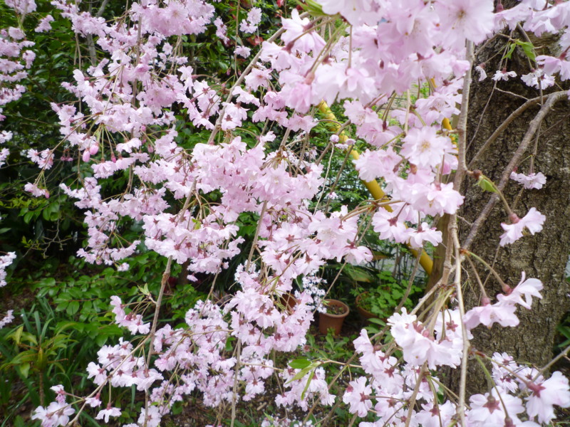 f:id:sasameyuki47:20120417084502j:image:w360:right f:id:sasameyuki47:20120417084502j:image:w360:right