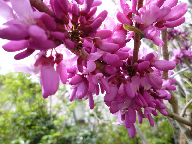 f:id:sasameyuki47:20120421111616j:image:w360 f:id:sasameyuki47:20120421111616j:image:w360