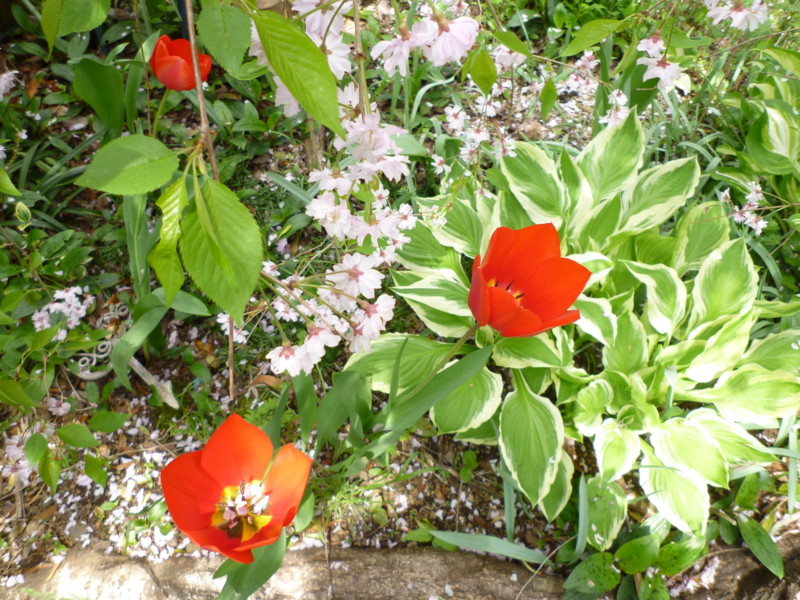 f:id:sasameyuki47:20120421111758j:image:w360 f:id:sasameyuki47:20120421111758j:image:w360