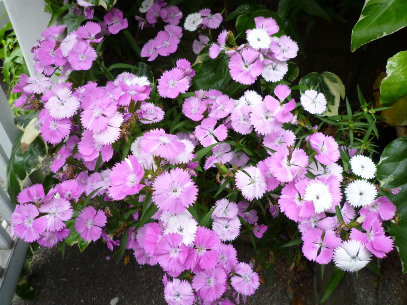 f:id:sasameyuki47:20120522142619j:image:w360