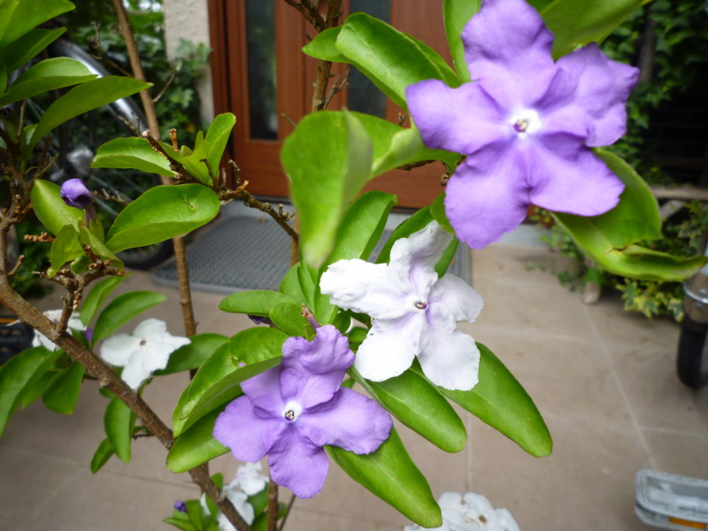 f:id:sasameyuki47:20120603122532j:image:w360 f:id:sasameyuki47:20120603122532j:image:w360