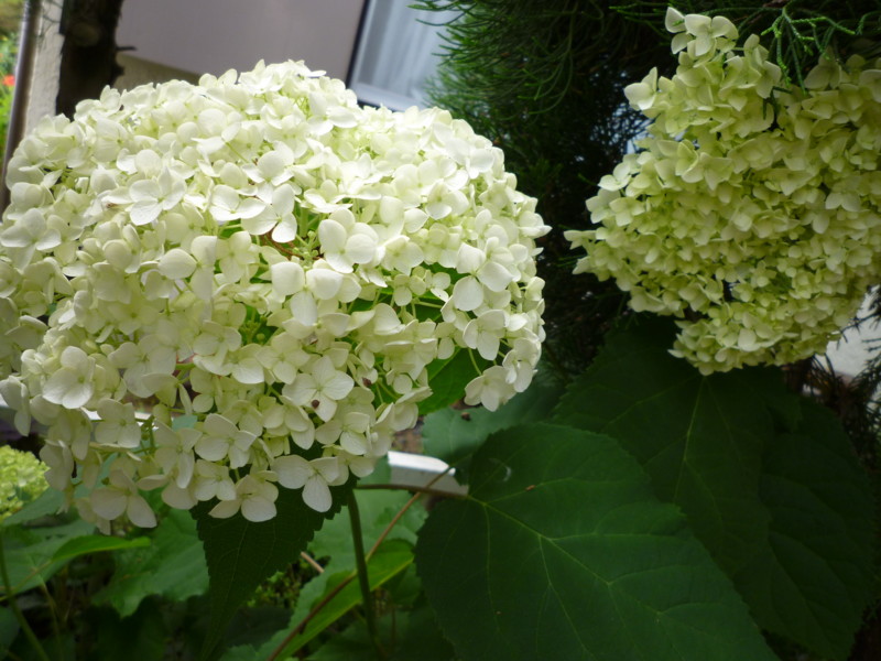 f:id:sasameyuki47:20120618135252j:image:w360