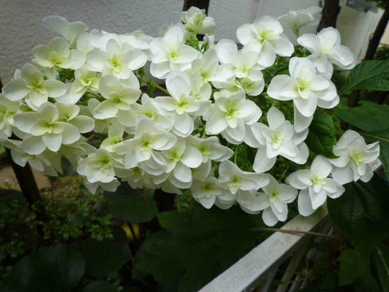 f:id:sasameyuki47:20120618135331j:image:w360