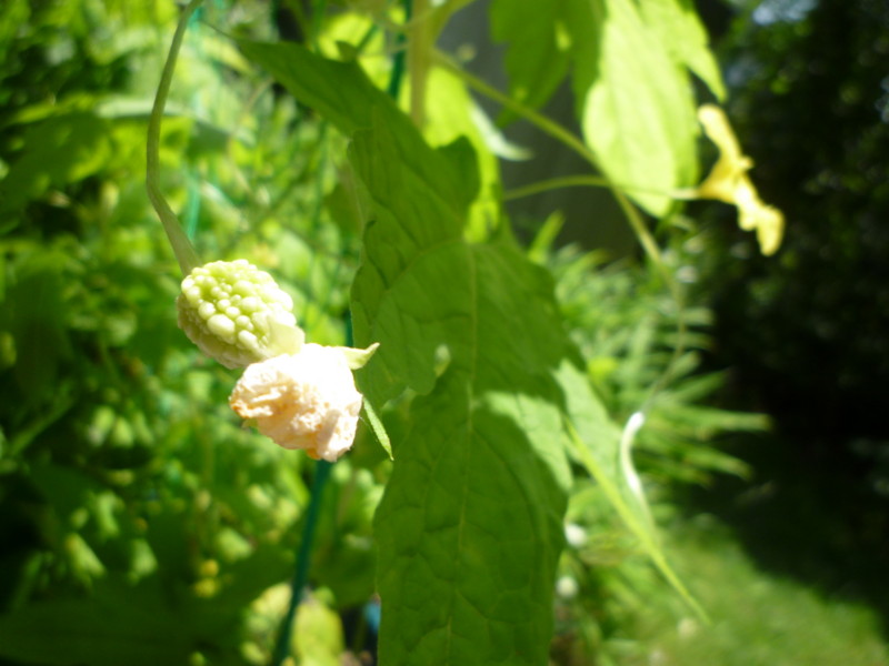 f:id:sasameyuki47:20120710111053j:image:w360 f:id:sasameyuki47:20120710111053j:image:w360