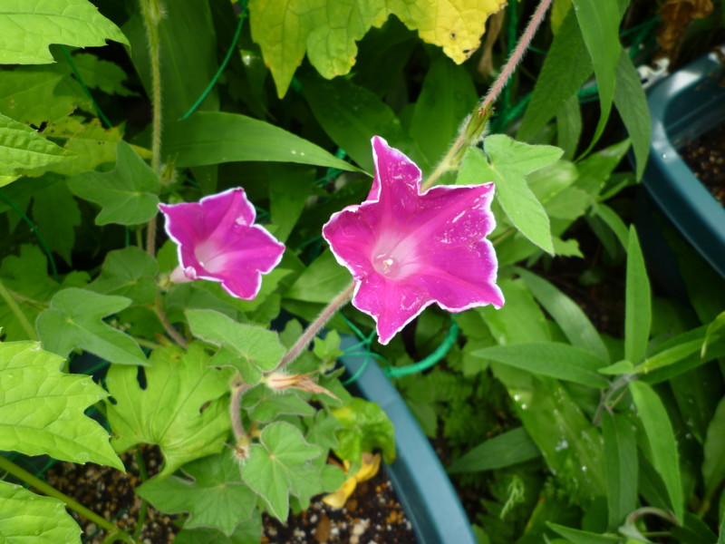 f:id:sasameyuki47:20120713082508j:image:w360 f:id:sasameyuki47:20120713082508j:image:w360