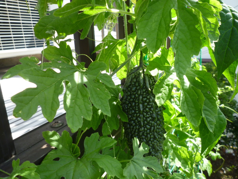 f:id:sasameyuki47:20120829095249j:image:w360